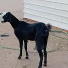 عنز شاميه ثنيه حليب شرط