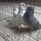 حمام صنعاوي ذكور خمس حبات جاهزين باقي اثنين ماصورتهم