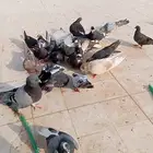 حمام قطيفي للبيع