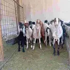 تيواس مخاصي ذبايح