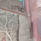 زوج وب ر الانثى دافع