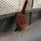 دجاجه سنديه