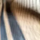 موجود دجاج للبيع بلدي