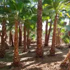 يوجد لدينا جميع انواع النخيل الواشنطني