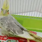 طائر الكروان