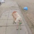 كبش للبيع العاجل لا يسوم إلا صامل والبيع قريب بسم الله الرحم