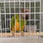 ببغاء سنغالي يويو