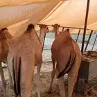 موقعنا الباحة الرياض جدة