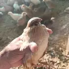 سمان فري