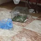 طير ليل اكل لحوم