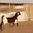 جفره مشروكه توها تدخل رباع