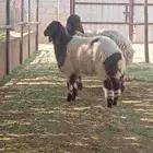 شاه نعيمي متبع تم البيع