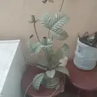 ابجوره للبيع