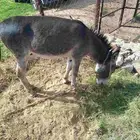 حمار للبيع معسوف وهادي