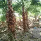 يوجد لدينا جميع النخيل العربي والواشنطني