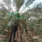 موجود لدينا مزرعه خلاص 2000 نخله بالكيلو عليه السوم 4 ريال و