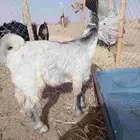 تيوس   تيس تثليث
