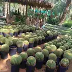 صبار   وجميع انواع النباتات