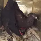حمام للبيع قلابي ثلاث اجواز