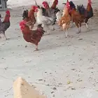 ديكه ذكور للبيع