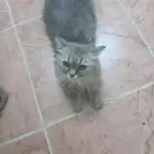 regamuffin cat 053 523 3784