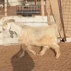 معزا دفيع شرط على الفحص
