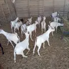 تيوس مستورده