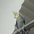 طير كروان