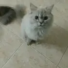 تبني او بيع
