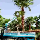 لتوريد وزراعت الشجار النخيل الواشنطن ولنخيل العربي