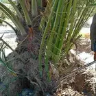 مقاول نخل عربي ونخل واشنطنيا مع اعماله قلع غرس تكريب وتحويض