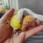 فروخ روز غر