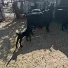 معزا ولد طيبه