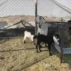 عنز عارضيه خلفه