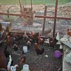 ديوك ذبح