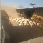 بط لحم للبيع العمر 50 يوم