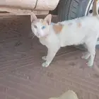 قطه بعيون جميلات