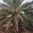 تمر للبيع في النخله