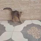قط صغير لعوب ببلاش للتبني