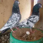 زوج باكستاني