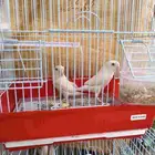 طيور رواز البينوا
