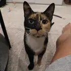 Free Cat Adoption Give a Loving Home to a Deserving