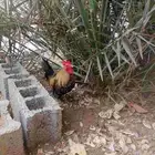 دجاج صيني