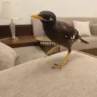 ((تم البيييع))طائر المينا اليف جدا وهدد