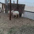 بهم حري ورفيدي