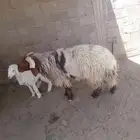 خروف نعيمي صنف الصنف جرم شرط القريع
