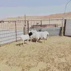غنم رفيدي وبربري