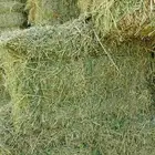 برسيم كوم من شركه الوطنية للانتاج الزراعي في وادي الدواسر