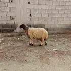 نعجه نعيميه صافي