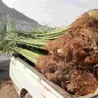 يوجد لدينا نخيل للبيع وتحويض النخيل بالحجار